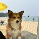 하포펜션 | 강릉여행(양양,멍비치,바다빛무지개펜션,양양전통시장)