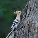 후투티(Hoopoe) 이미지