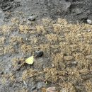 스테이선자우 이미지