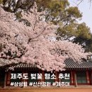 코리아세븐제주대학로점 | 2025 제주도 벚꽃 개화 시기 제주 벚꽃 명소 3곳 추천