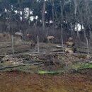 사슴자연 방목장 이미지