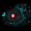 Wellcome Image Awards 2017 수상작품 이미지