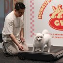 어니스트독(HONEST DOG) 이미지