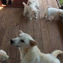 예쁜강쥐 이미지