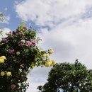 이곡장미공원 이미지