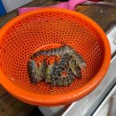 용궁가리비 | 삼천포용궁수산시장 보리새우 생새우회 가리비 가격 주차 정보