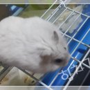 하양사료