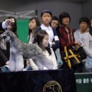 show dog 이미지