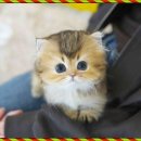 멍냥이 펫싸롱, 펫호텔 | 대구데본랙스분양 테디럽 선택했어요
