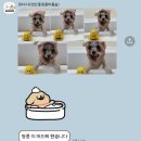 와다다 펫 그루밍 이미지