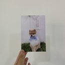 멍멍이 미장원 이미지