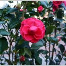 동백4로 이미지