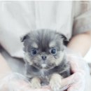 부산 강아지분양 도로시펫 이미지