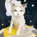 [뭉이,뭉치,몽실,몽글 미용후기]구리,서울,갈매,남양주,별내,고양이무마취미용잘하는곳,고양이호텔좋은...
