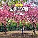 나루터 | 대구 겹벚꽃 명소 화원유원지 실시간 만개 사문진나루터 튤립 후기