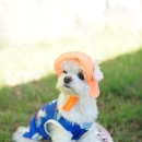 강아지 여름옷 바잇미 버그쉴드 쿨베스트 해충방지 쿨티
