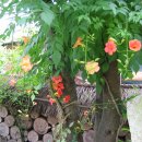 산중문답 이미지