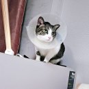 관악카센타 이미지