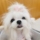 뽀그리멍 이미지