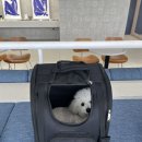 [내돈내산] 강아지 이동가방 추천 “<b>유앤</b><b>펫</b> 퍼펙트 <b>유앤</b>백 4in1 캐리어” 사용후기