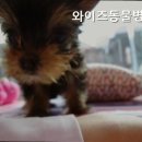 와이즈동물병원 네이버블로그