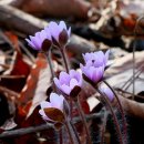 대부해솔길 1코스 | 260316_구봉도의 이른봄 야생화 노루귀(대부해솔길 1코스)