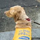 워킹퍼피 이미지