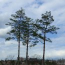 한중우호의숲 이미지