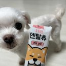 강아지고양이편의점분당 - 성남시 분당구 정자일로 25 | 강아지 고양이 간식 24시 반려동물 편의점 아무도없개 의정부송산점 의정부애견용품 추천