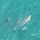 갓 태어난 제주 남방큰돌고래들이 살아가는 대정읍 앞바다 이미지