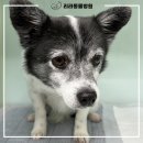 리라동물병원