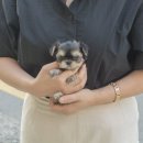 김해 강아지분양 고양이분양 도그하우스 대성점 이미지