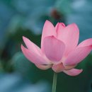 수리수리마수리 이미지