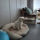 더봄애견 이미지