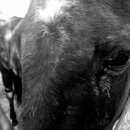 두일목장 이미지