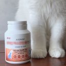 광주 고양이 분양 냥블리 광주점 이미지