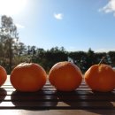 제주에코스위츠 이미지