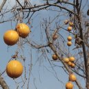 하늘타리 이미지