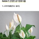 나사(NASA)가 선정한 최고의 공기정화 식물 BEST5 이미지