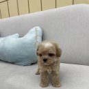 예산-73 | 예산애견샵 사랑과 케어가 느껴지는 곳