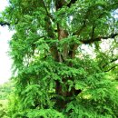 양평 자그마치 이미지