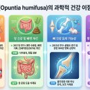 G천년초