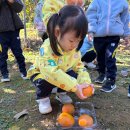 감따기 체험-비룡비감농장에 다녀왔어요🍁🍊 이미지