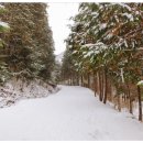 상관편백숲 공영주차장 이미지