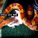 (부산&서울(강남)) 콘스네이크 성체 분양(먹이 영상&사진 있습니다.) 이미지