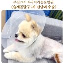 닥터김동물의료센터 | 부천24시동물병원 24시옥길아라동물의료센터 슬개골탈구 3기 진단부터 수술까지
