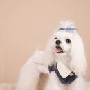 몽펫 이미지