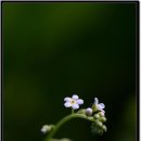 둘둘마리 이미지