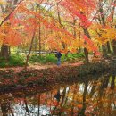 고창 선운사의 황홀한 단풍 속으로... 이미지