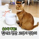 다정슈퍼 | 고양이 정수기 펫슈퍼! 다묘집사가 정착한 저소음 자동 급수기